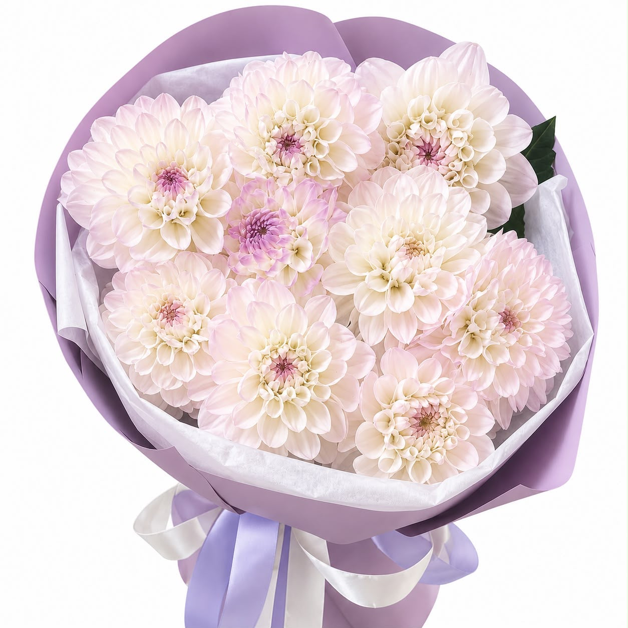 Pearl Dahlias